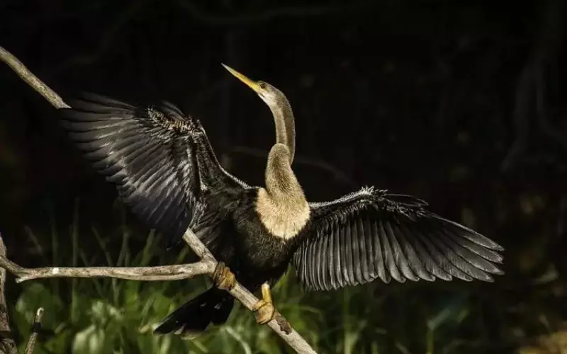 Size Of Anhinga