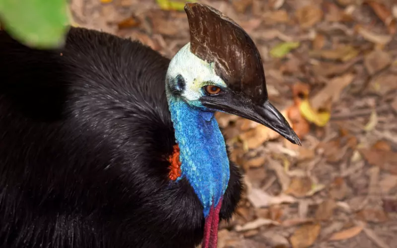 Size Of Cassowary