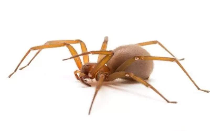 Size Of Chilean Recluse Spider