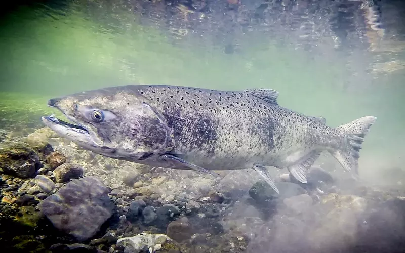 Size Of Chinook Salmon