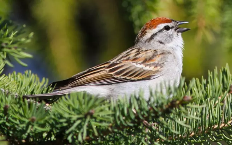 Size Of Chipping Sparrow