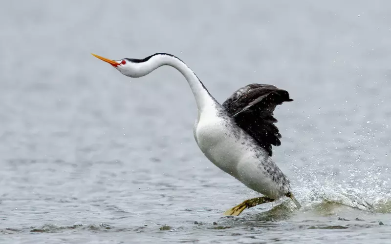 Size Of Clark’s Grebe