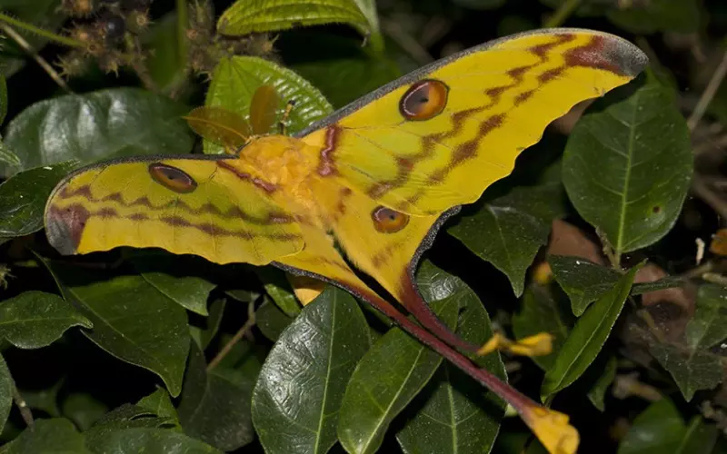 Size Of Comet Moth