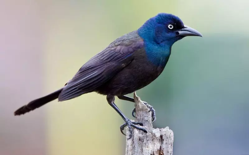 Size Of Common Grackle