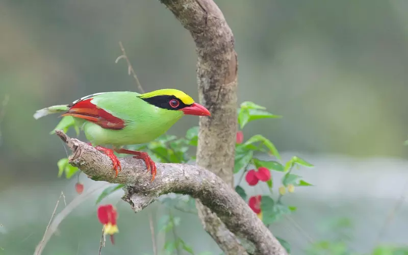 Size Of Common Green Magpie