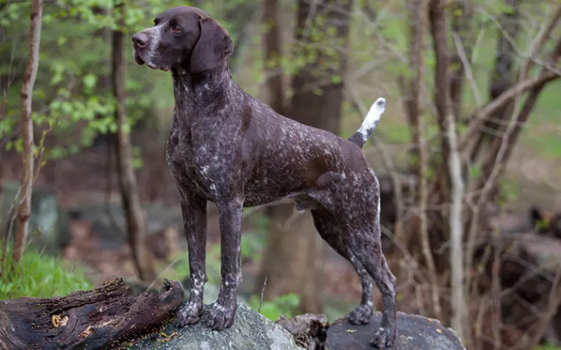 Size Of German Shorthaired Pointer