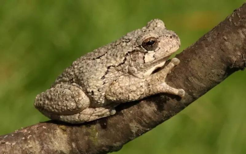 Size Of Gray Tree Frog