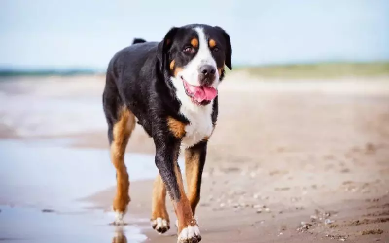 Size Of Greater Swiss Mountain Dog