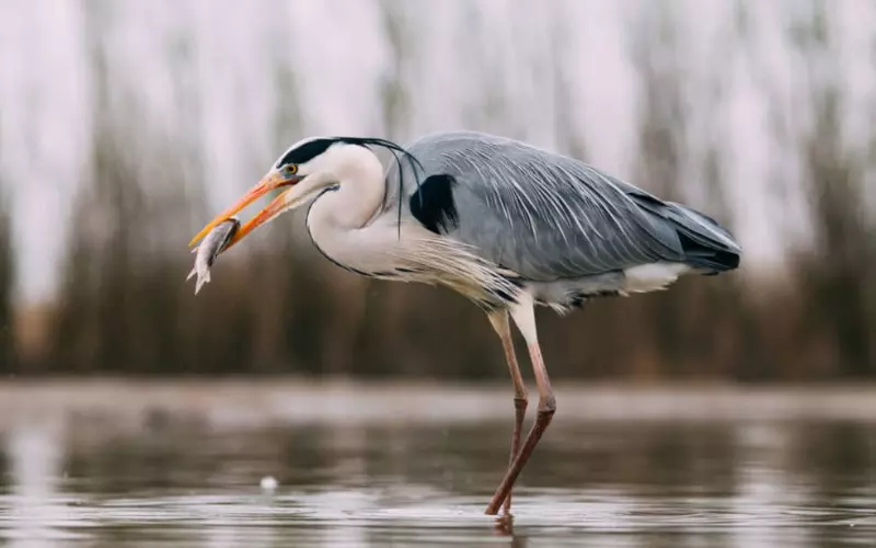 Size Of Grey Heron