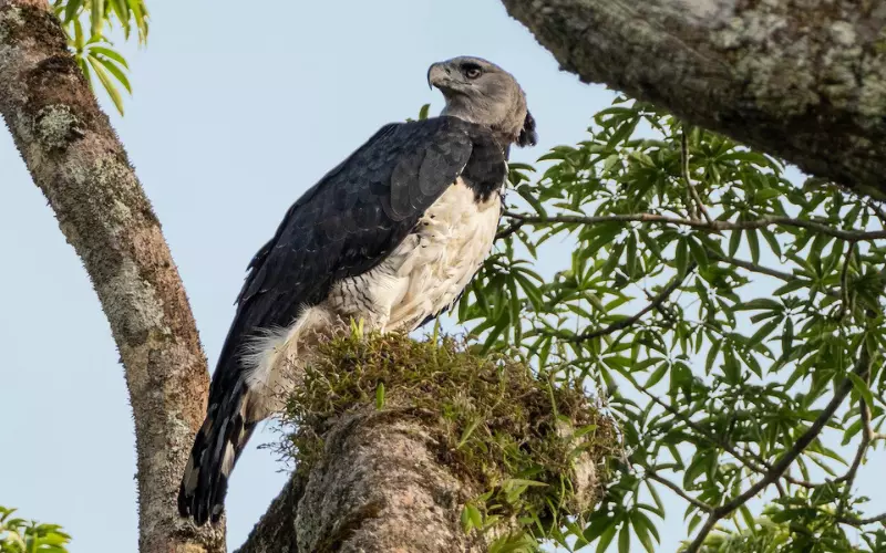 Size Of Harpy Eagle