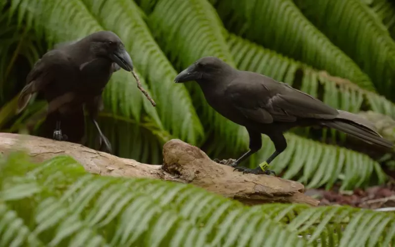 Size Of Hawaiian Crow