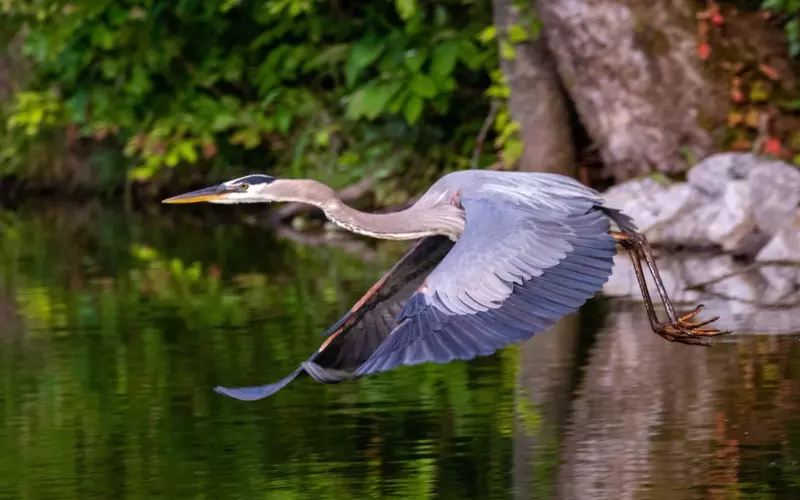 Size Of Heron