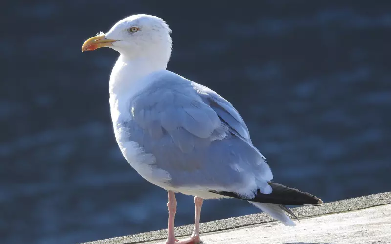 Size Of Herring Gull