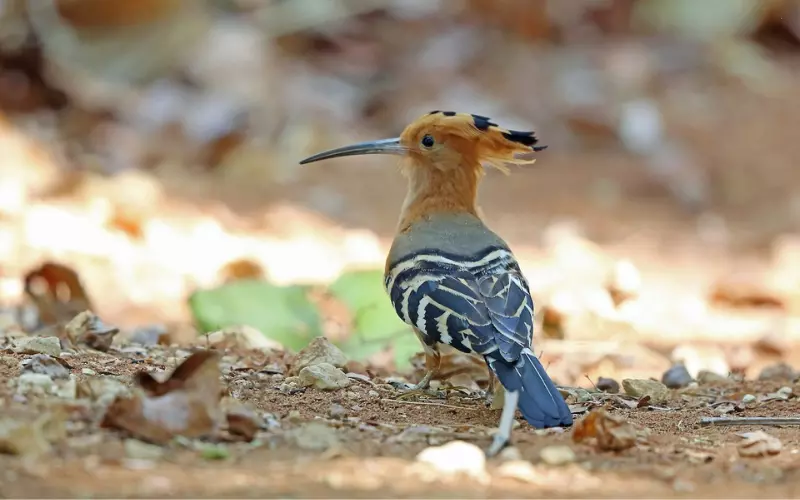 Size Of Hoopoe