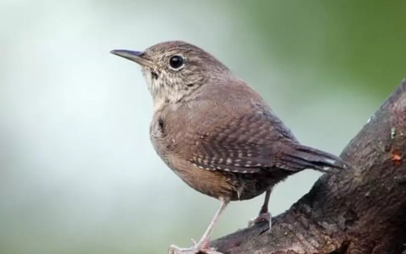 Size Of House Wren