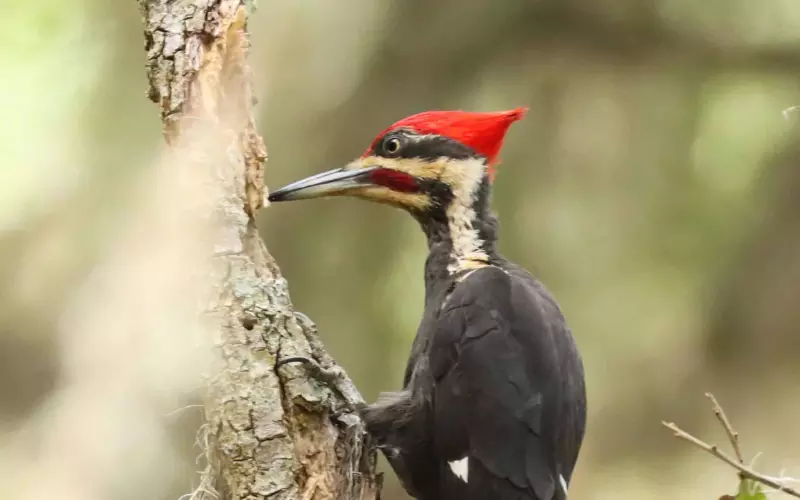 Size Of Ivory-Billed Woodpecker