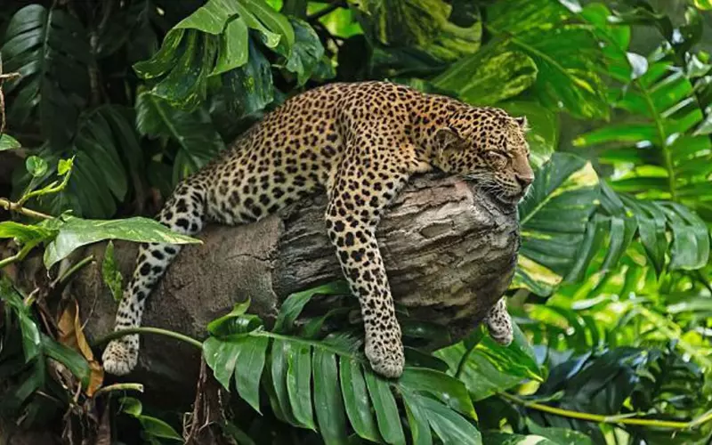 Size Of Javan Leopard