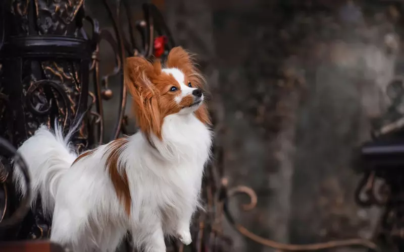 Size Of Papillon Mix