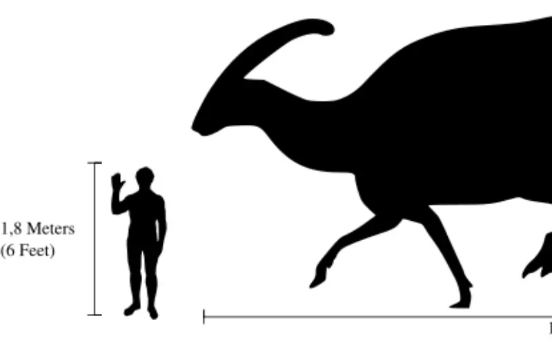 Size Of Parasaurolophus