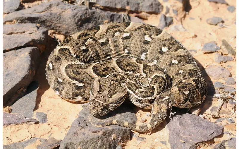 Size Of Puff Adder