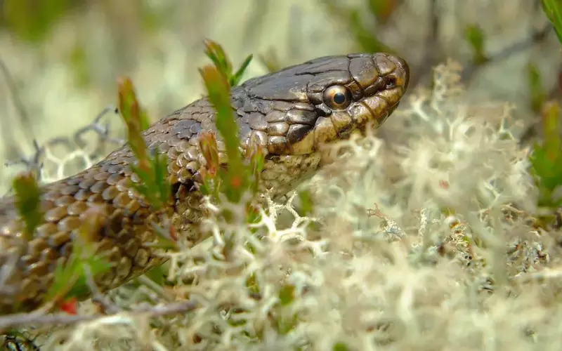 Size Of Smooth Snake