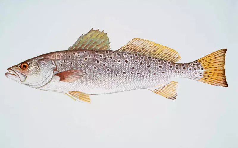 Size Of Speckled Trout