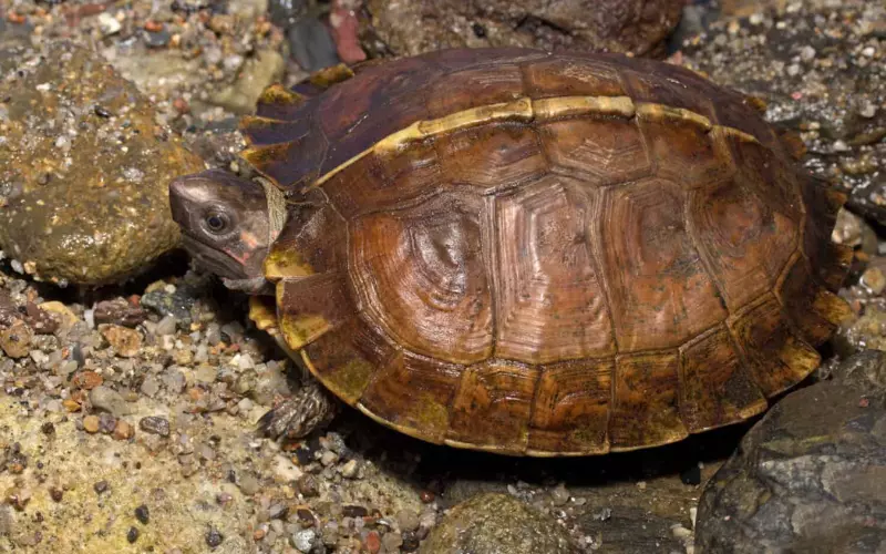 Size Of Spiny Hill Turtle