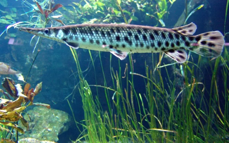 Size Of Spotted Gar