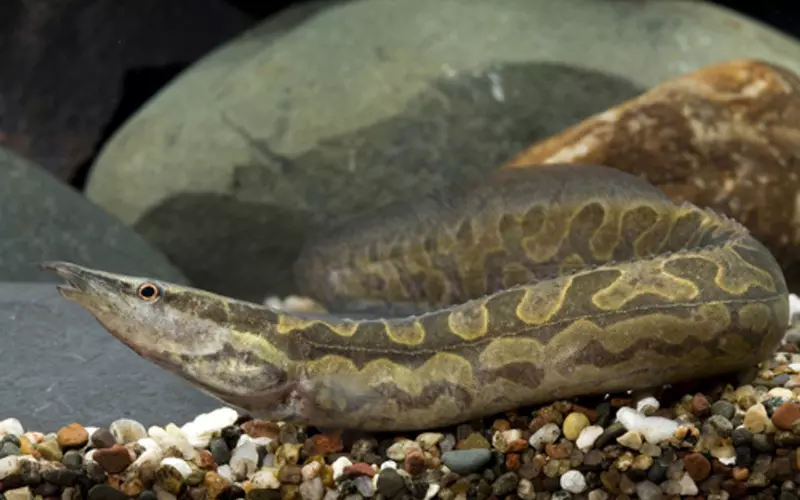 Size Of Tire Track Eel