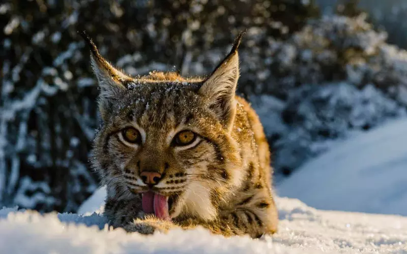 Size of Balkan Lynx