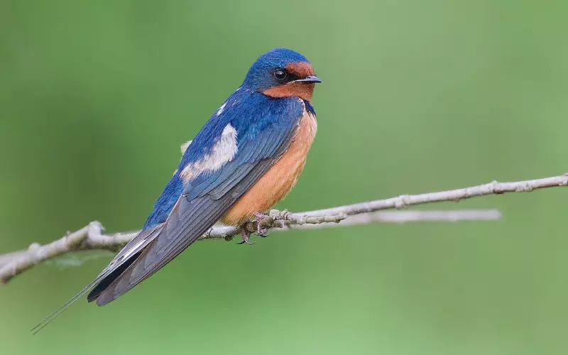 Size of Barn Swallow