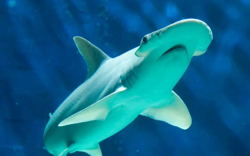 Size of Bonnethead Shark