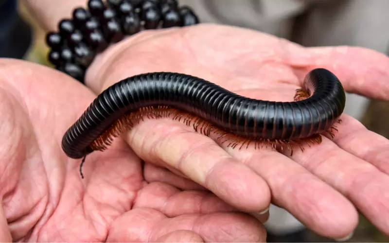 Size of Millipede