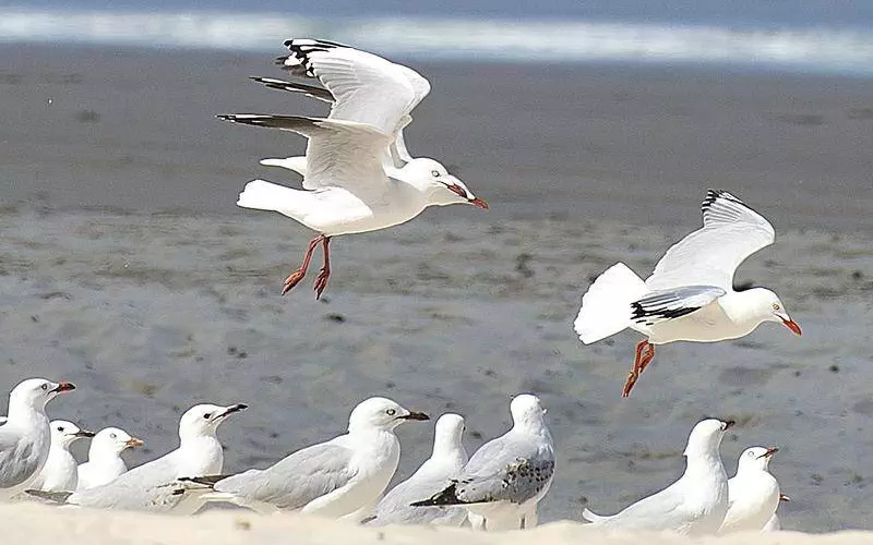 Size of Seagull