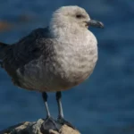 Skua