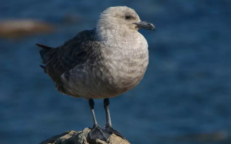 Skua