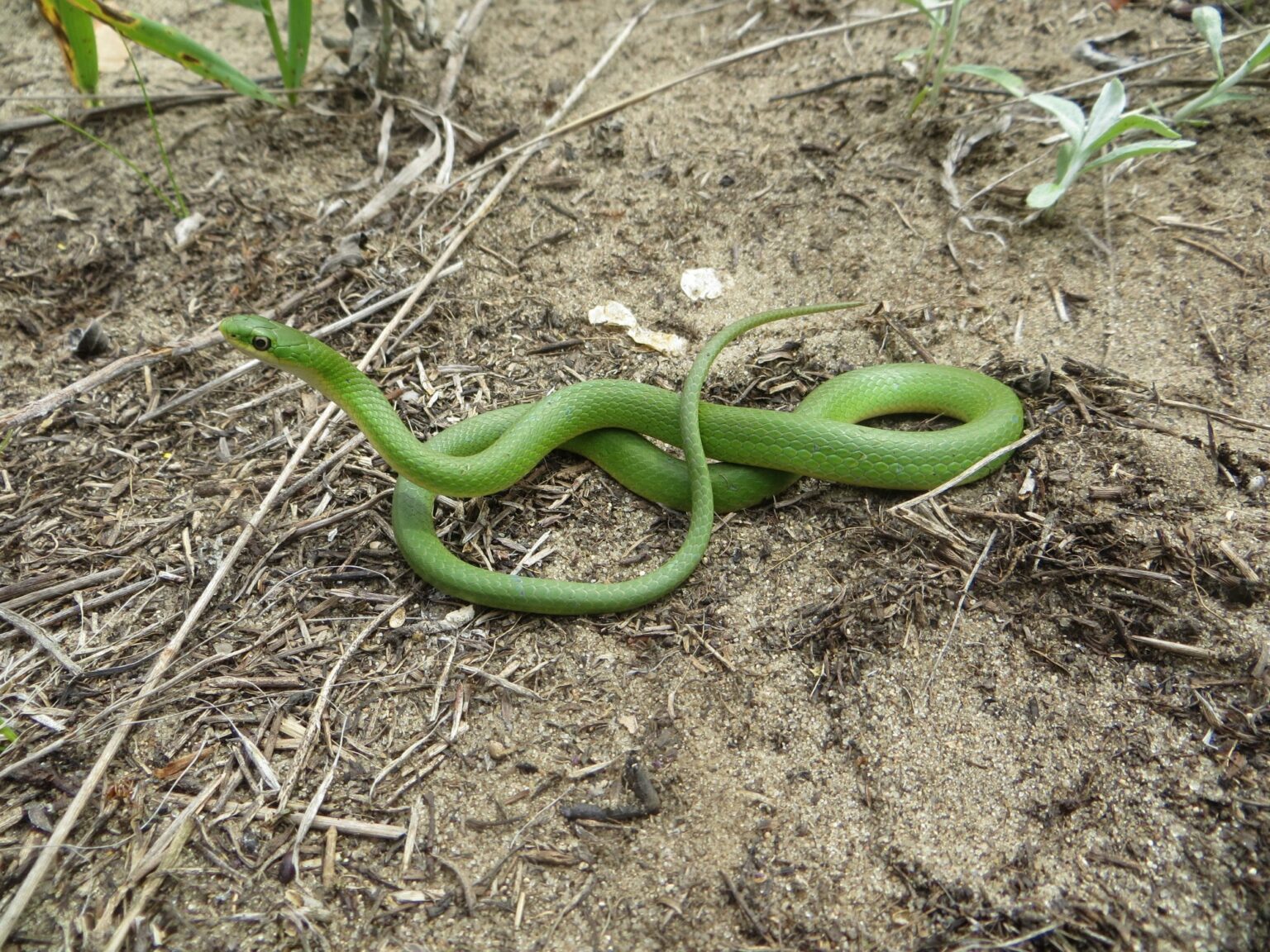 Smooth Green Snake: History, Facts, Size, Habitat, Classification ...