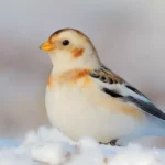 Snow Bunting