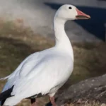 Snow Goose