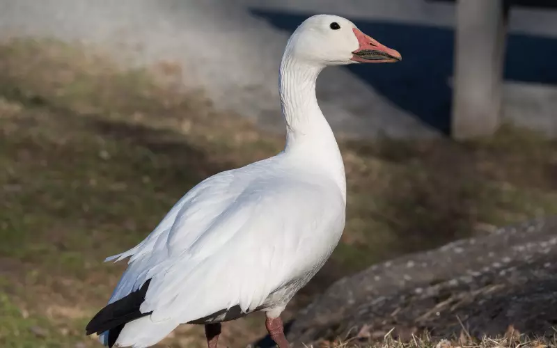 Snow Goose