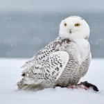 Snowy Owl