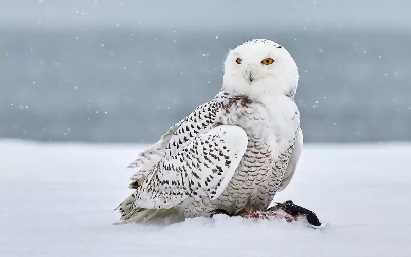 Snowy Owl