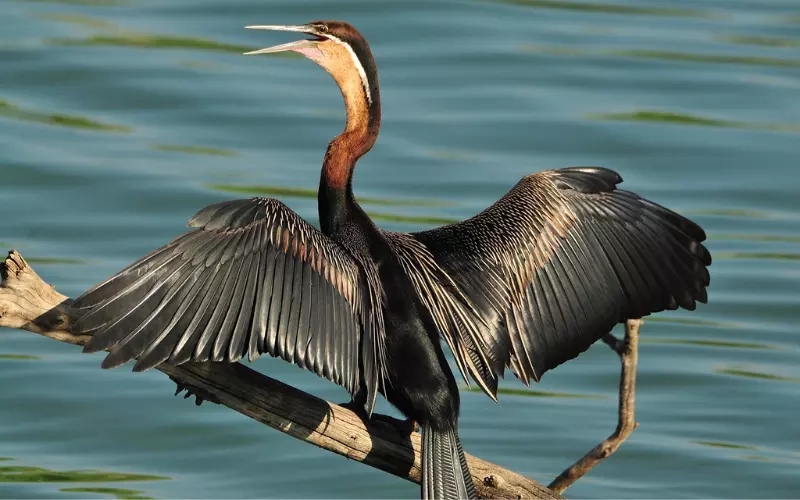 Social And Sexual Behaviour Of Anhinga