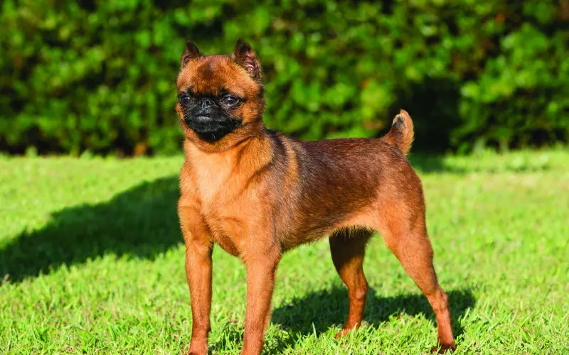 Social And Sexual Behaviour Of Brussels Griffon