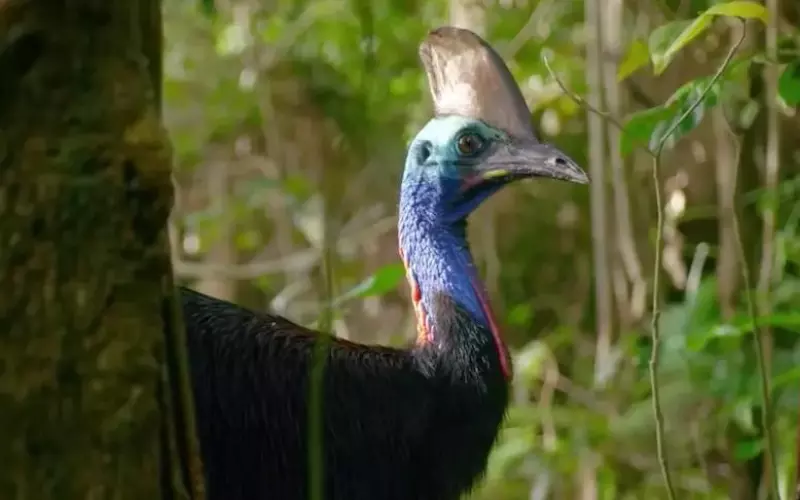 Social And Sexual Behaviour Of Cassowary
