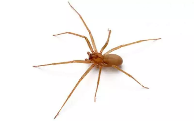 Social And Sexual Behaviour Of Chilean Recluse Spider