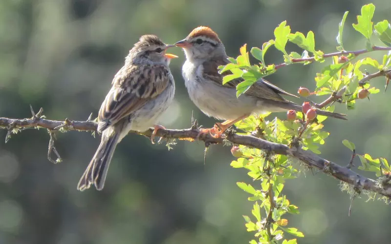 Social And Sexual Behaviour Of Chipping Sparrow