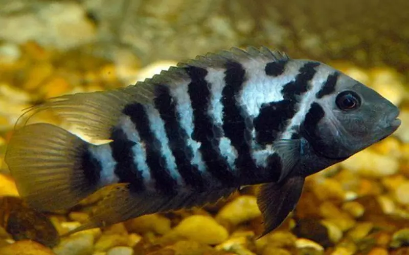 Social And Sexual Behaviour Of Cichlid