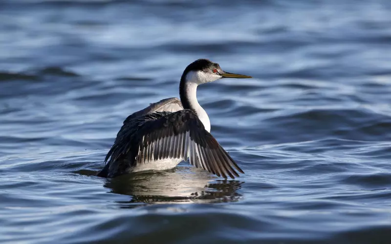 Social And Sexual Behaviour Of Clark’s Grebe