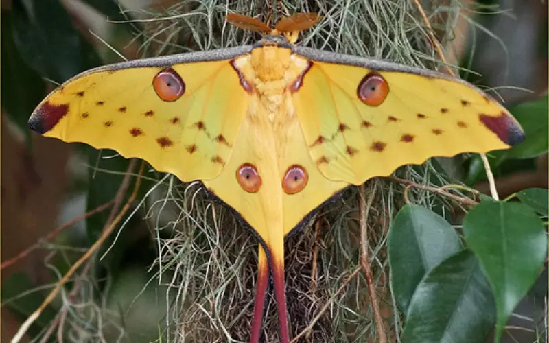 Social And Sexual Behaviour Of Comet Moth